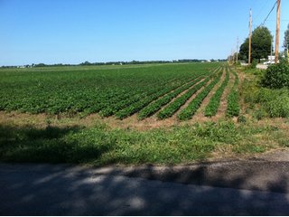 86.08 Acres with 82.45 acres tillable.  Property is postage stamp flat with good soil quality and drainage.  Property has paved road access along two sides (300 W and 500 S).  The renter has been a farmer who took great care of the soil, fertilizing responsibly, crop rotation, ditch work, mowing roadsides, etc.  This land also will have great site development potential when market conditions justify.  Well & septic are in place and fully functioning.  There are 2-1000 gallon propane tanks.

 - Productive Tillable Land